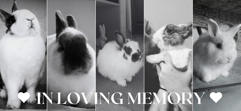 Pet shops that sell rabbits near me deals